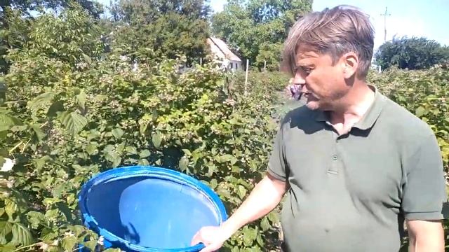 Куриный помет для малины. Панацея или зло? Разбираемся смотреть онлайн