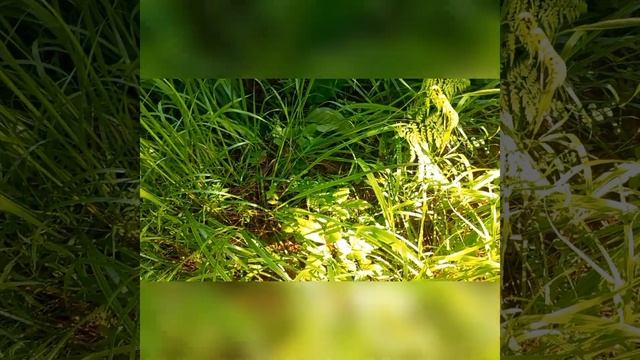 Переезд из Казахстана в Россию. ... Дары леса....