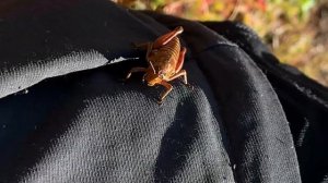 Легендарная Тридцатка! Через горы к морю. Плато лаго-Наки, гора Оштен, приют Фишт. Сентябрь ‘22