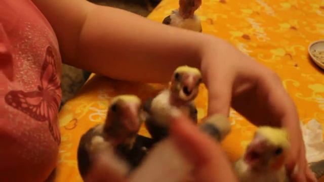 кормление птенцов кореллы