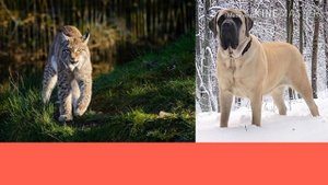 Рысь против Английского мастифа. Lynx against English mastiff. Собаки.