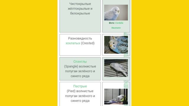 Расцветки оперения волнистого попугая // какие они бывают //стандарты ВОЗВП