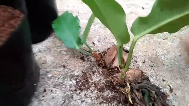 anthurium Cara perbanyak tanaman anthurium-tanpa uang jutaan/used to be expensive anturium смотреть онлайн