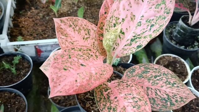 Beautiful Aglaonema Collection   Aglaonema Golden Hope Lotus Delight Stardust Orange Dud Tricolo