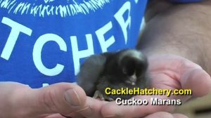 Cuckoo Marans Chicken Breed Baby Chicks for Sale | Cackle Hatchery