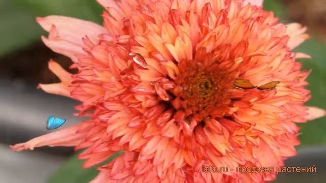 Эхинацея пурпурная Фламинго (echinacea Purpurea) ? обзор: как сажать, саженцы эхинацеи Фламинго