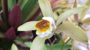 Miss Orchid's Garden June8 2020 – Cattleya forbesii