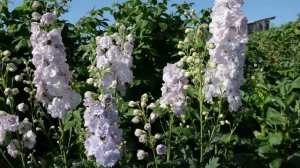 Дельфиниум Новозеланский Sweethart (Delphinium Sweethart). Смотреть всем, кто просит семена!!