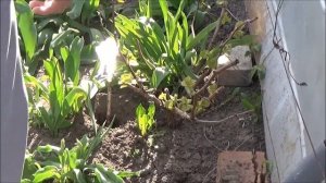 Полив винограда под корень