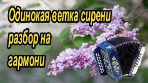Одинокая ветка сирени // разбор на гармони