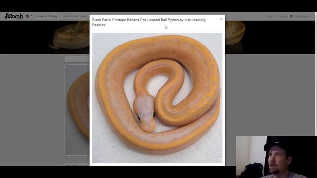 Black Pastel Ball Python Morph Combos | Jack's Reptiles