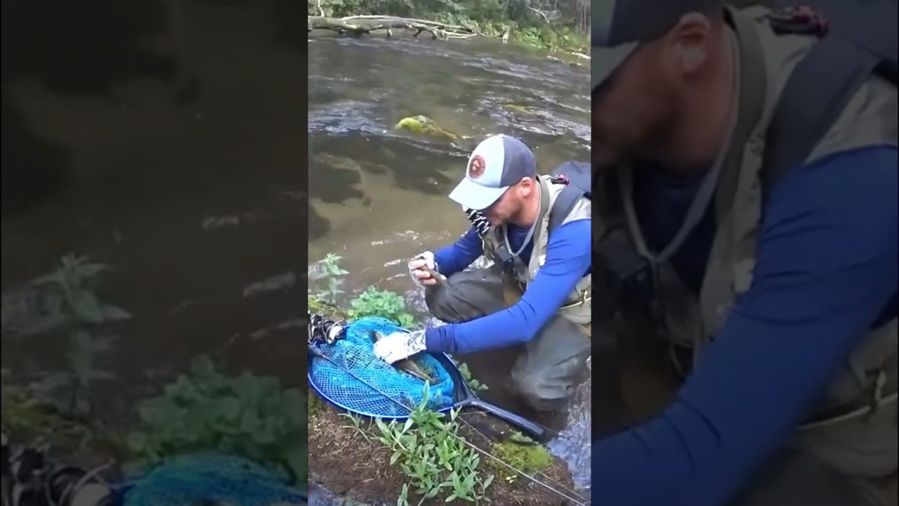 Когда захотел сделать красивый кадр #рыбалка #trout #troutfishing #ловляфорели #форель #юмор