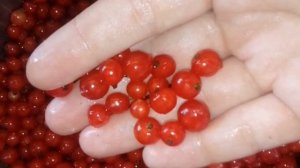 Джем из красной смородины