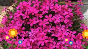 Флокс дугласа Ред Адмирал. Краткий обзор, описание характеристик phlox douglasii Red Admiral