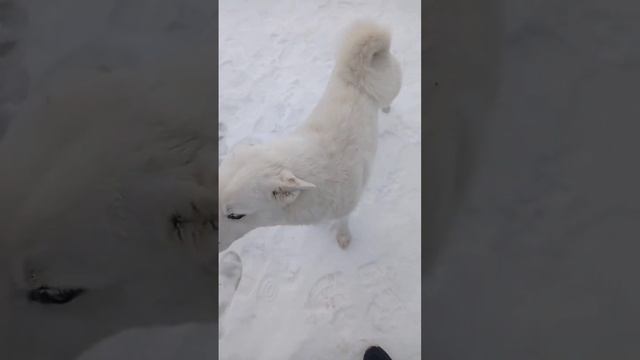 парода сибирский белка смотри лайк патписка нажмите