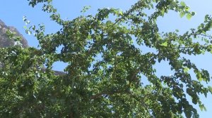 ЯЗГУЛОМ лавха