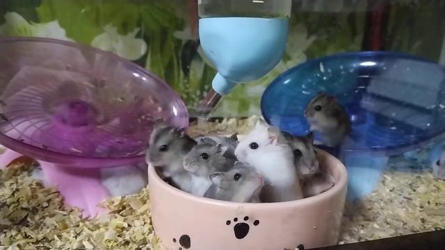 Смешные джунгарики