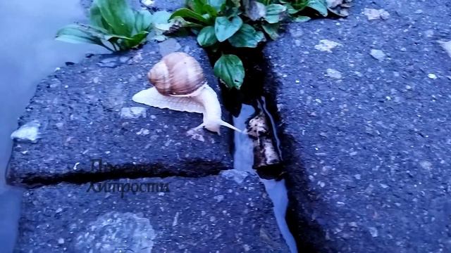 Улитки в конце лета (49)/Наблюдаем снова/Откуда они вылезли...