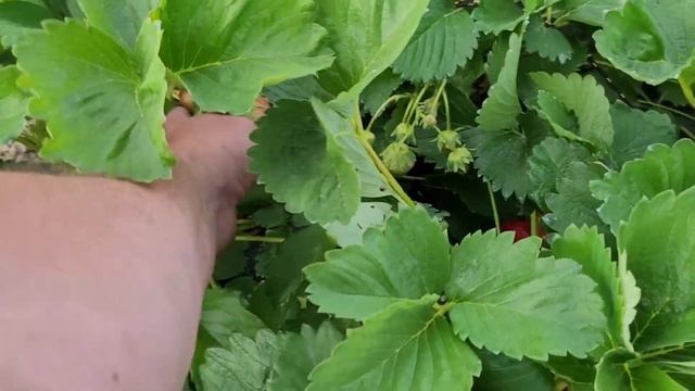 МОСКОВА! Новый сорт клубники с крупной ягодой! смотреть онлайн