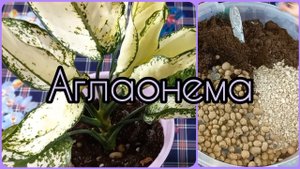 Группа ВК?Размножение белой АГЛАОНЕМЫ?Фёрст Даймонд?Пересадка?Грунт?Дренаж?Полив?Уход?