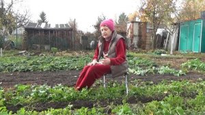 Осенний посев ПАСТЕРНАКА в сидераты