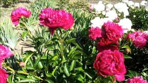 Поль М. Уайльд пион  красный