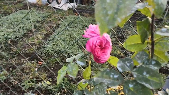 Роза Принцесса Александра оф Кент(Princess Alexandra of Kent) смотреть онлайн