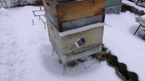 современный уход за пчелами - дать мало корма пчелам в зиму, и зимой пчел постоянно кормить