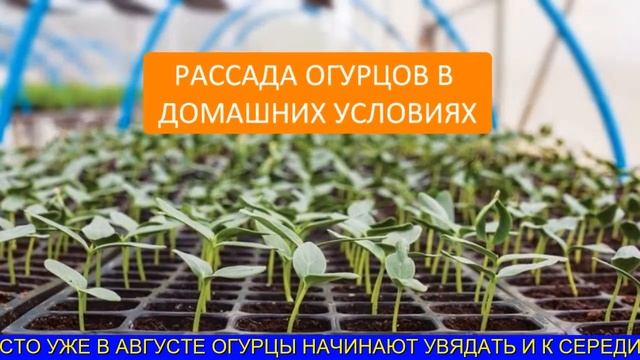 Какой Сорт Огурцов. Сорта огурцов для засолки смотреть онлайн