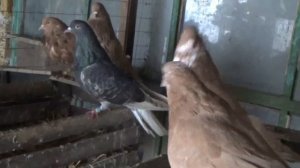 Николаевские голуби. Возвращение голубей после ночовки в небе.