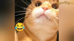Говорящие коты! Сборник #42 😻😀😻