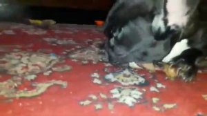 Мопс Фрэнк поет (Люди в Черном)