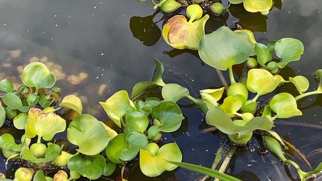 Японский сад в Подмосковье на 3 сотках смотреть онлайн