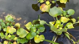 Японский сад в Подмосковье на 3 сотках