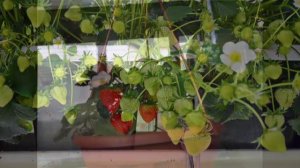 Клубника на балконе всё лето