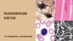 Разнообразие клеток