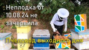 Неплодка от 10.08.24 не зачервила, более ранние матки работаю отлично. Пчеловод выходного дня