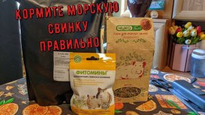 Кормите морскую свинку правильно, ни какого зернового корма!
