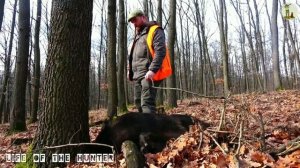 Загонная охота на кабана, Венгрия 2022!? Driven wild boar hunting, Hungary 2022!?