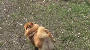 Подстригли Лёлю Обзор на Скумбрию