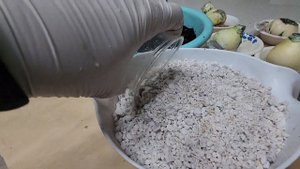 Сажаем амариллисы и гиппеаструмы