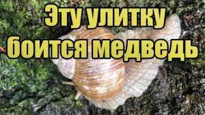 Эту улитку боится бурый медведь - видео паники медведя