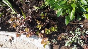 Куда посадить клематис Арабелла и зачем заплетать косички первоцветам ? Моя подпорная стенка!