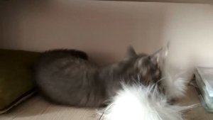 Первая ночь котенка в доме. Кто из нас выспался. Спать или не спать в постели с котом.