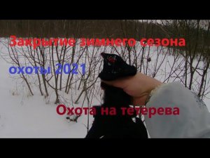 Охота на тетерева. Охота 2021 зима закрытие.