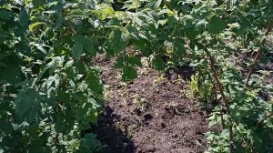 Малина.Посадка.Удобный способ выращивания и уход.