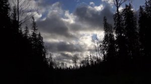 🦌 Загонная Охота на Лося. 12 Ноября 2022.  Добыли двух лосей.