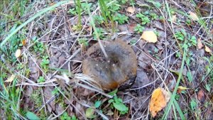 За черным груздем (Будни охотника и рыбака).mp4