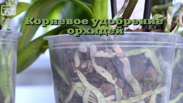 Удобрение для орхидеи - какое выбрать, как правильно использовать?