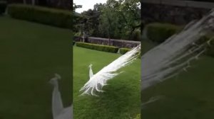 Павлин распускает свой хвост